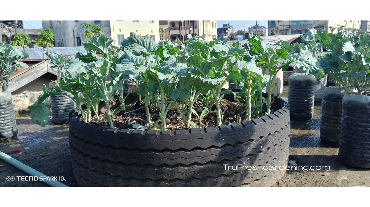 🌿 Organic Growing Practices