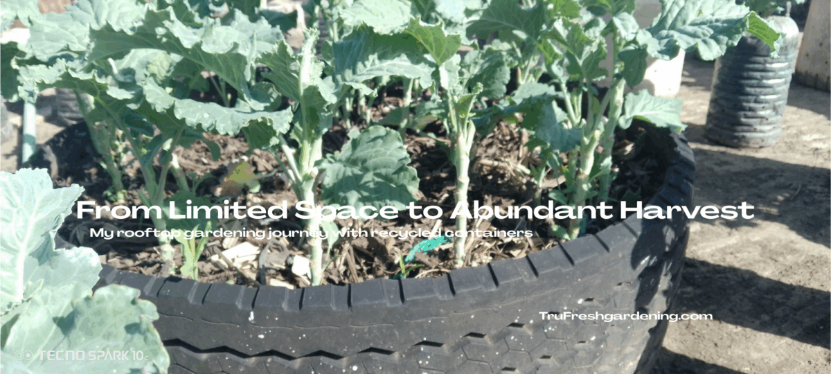 From limited space to a rooftop full of fresh vegetables.