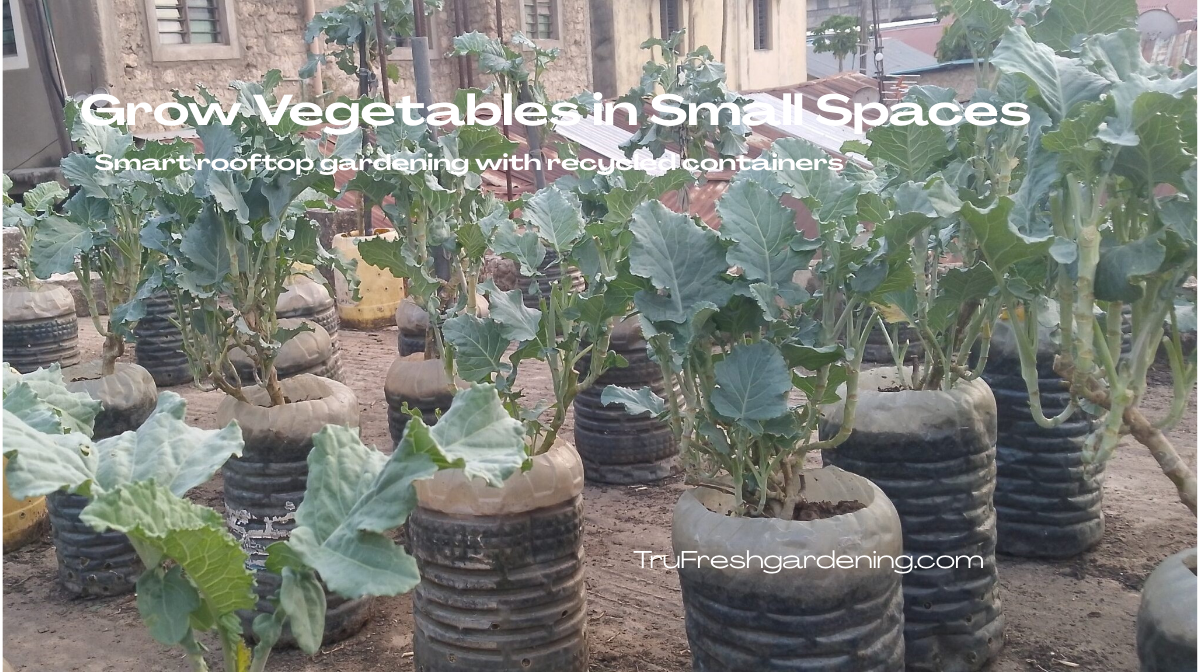 Rooftop garden with leafy greens and tomatoes growing in recycled containers.