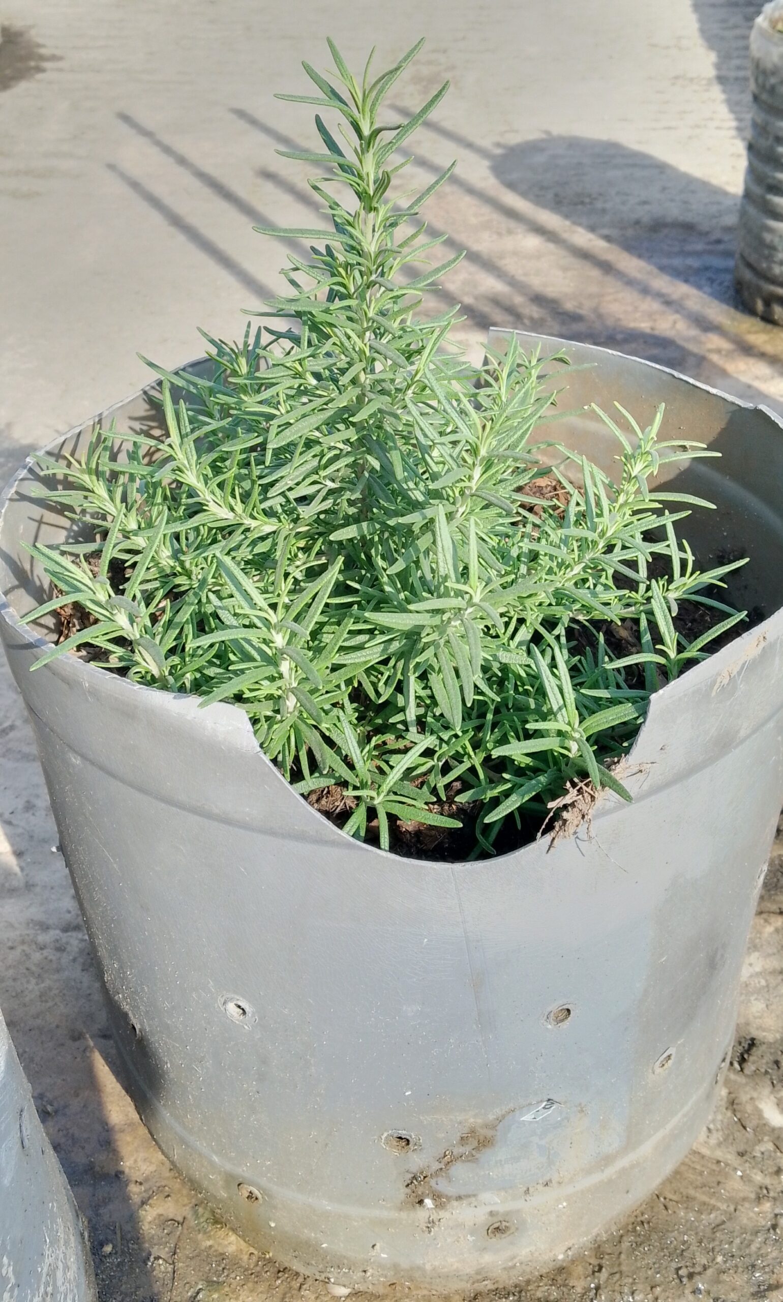 Gardening with a difference- born out of limited resources.