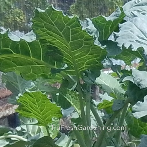 Grow Fresh. Eat Healthy. Live Green.