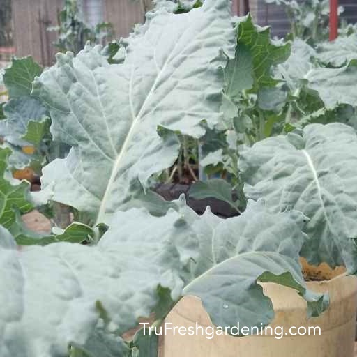 Grow Fresh. Eat Healthy. Live Green.