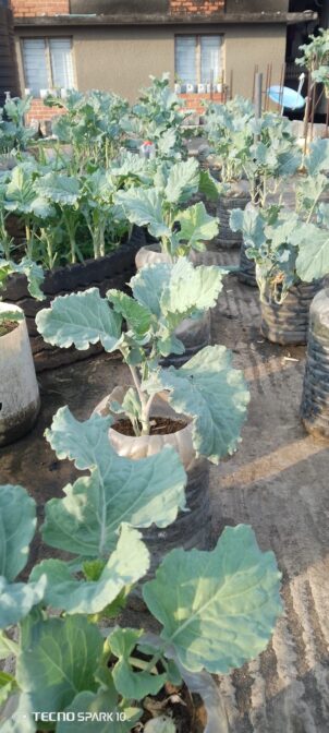 Grow Fresh. Eat Healthy. Live Green.