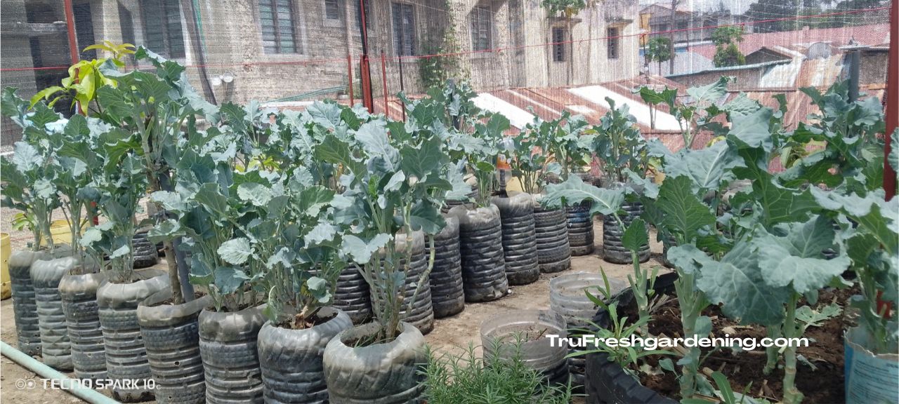 From Seed to Table — Naturally