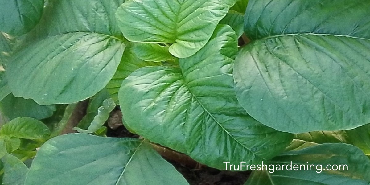 Sustainable Gardening Made Simple