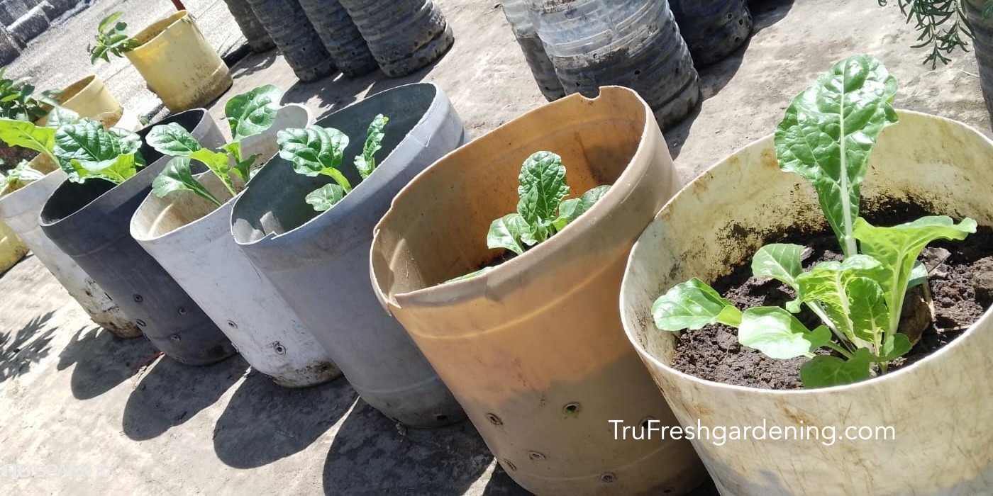 5 Easy Ways to Start a Vertical Garden